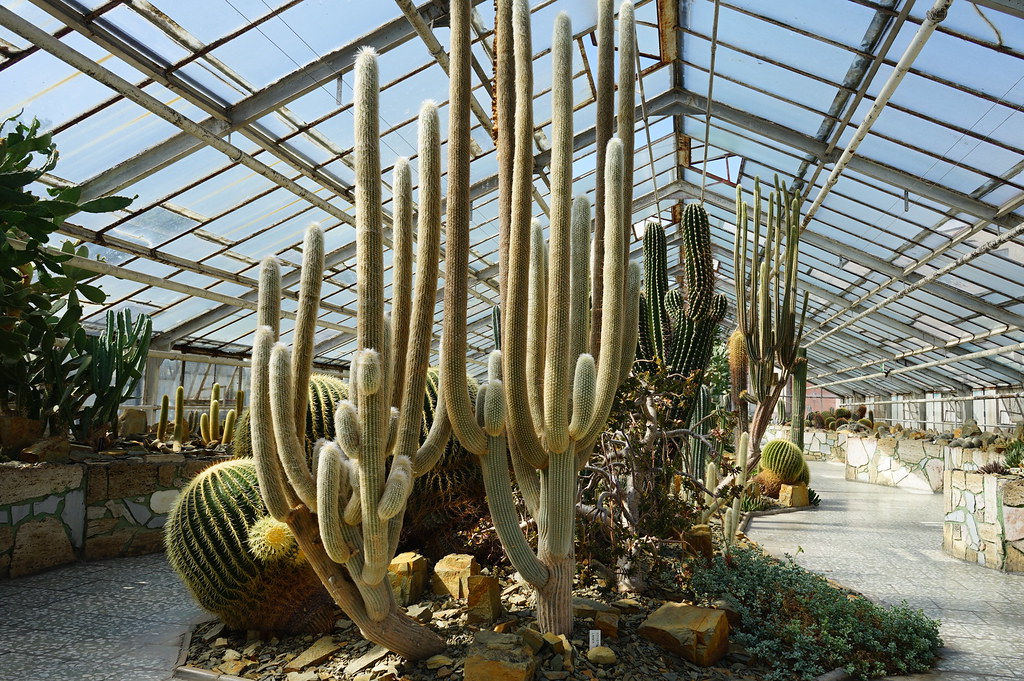 Dans la serre désertique de la Sbírkové skleníky Výstaviště Flora (Collection de plantes sous serres) à Olomouc.