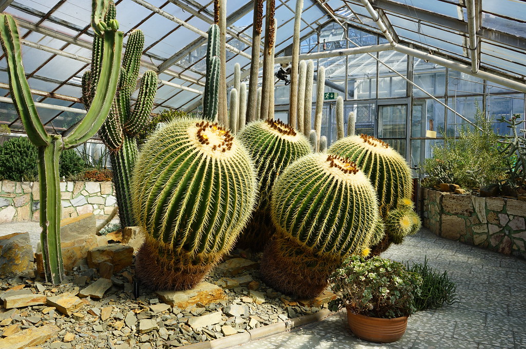 Cactus de la serre désertique de la Sbírkové skleníky Výstaviště Flora (Collection de plantes sous serres) à Olomouc.