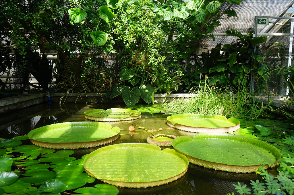 Nénuphar géant de la serre tropicale de la Sbírkové skleníky Výstaviště Flora (Collection de plantes sous serres) à Olomouc.