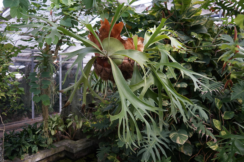 Serre tropicale de la Sbírkové skleníky Výstaviště Flora (Collection de plantes sous serres) à Olomouc.