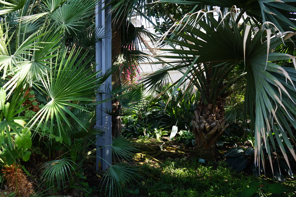 Dans la serre principale de la Sbírkové skleníky Výstaviště Flora (Collection de plantes sous serres) à Olomouc.