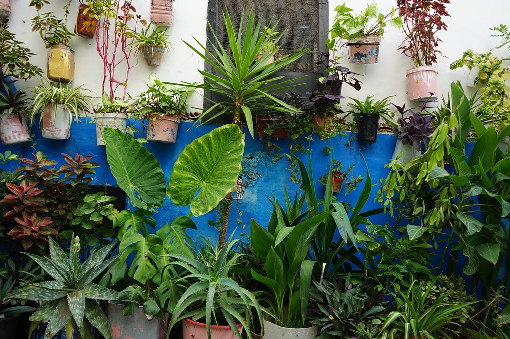 Ruelle aux plantes dans la médina de Tétouan.