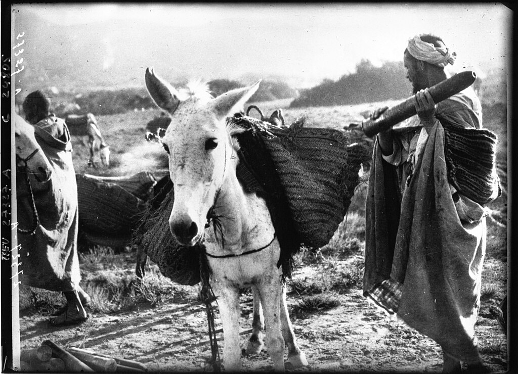 Ravitaillement en obus à dos de mulet pendant la guerre du Rif.