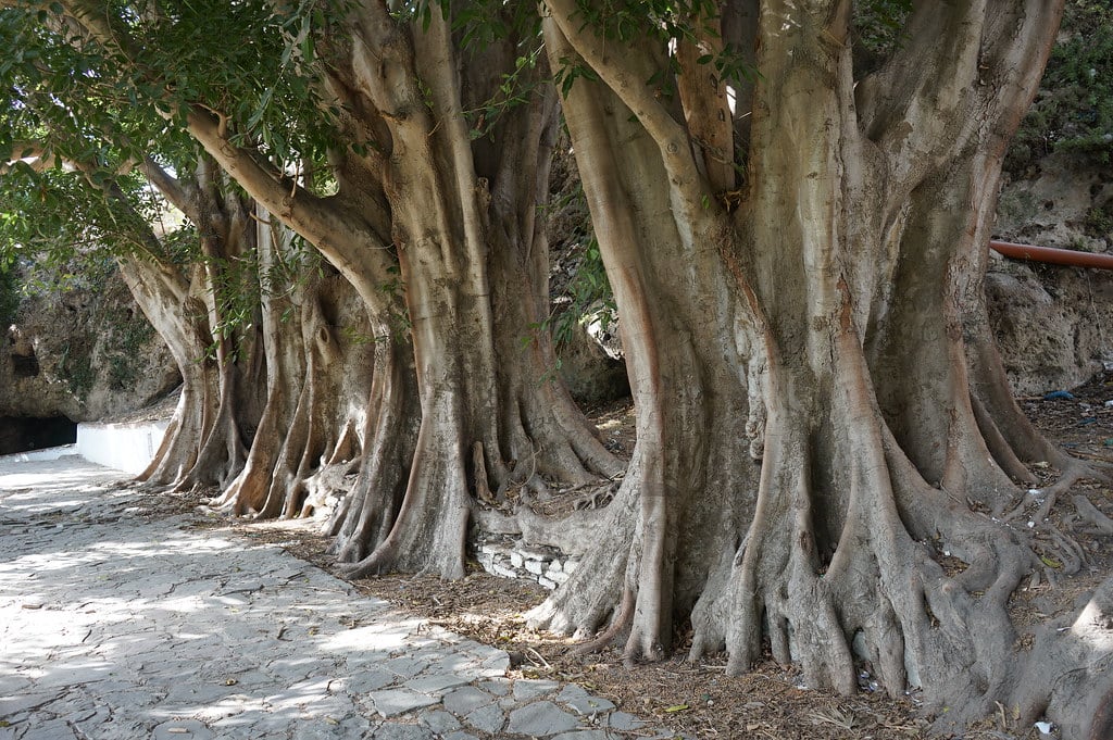 Merveilles de la nature du jardin Riyad Al Ochak à Tétouan.