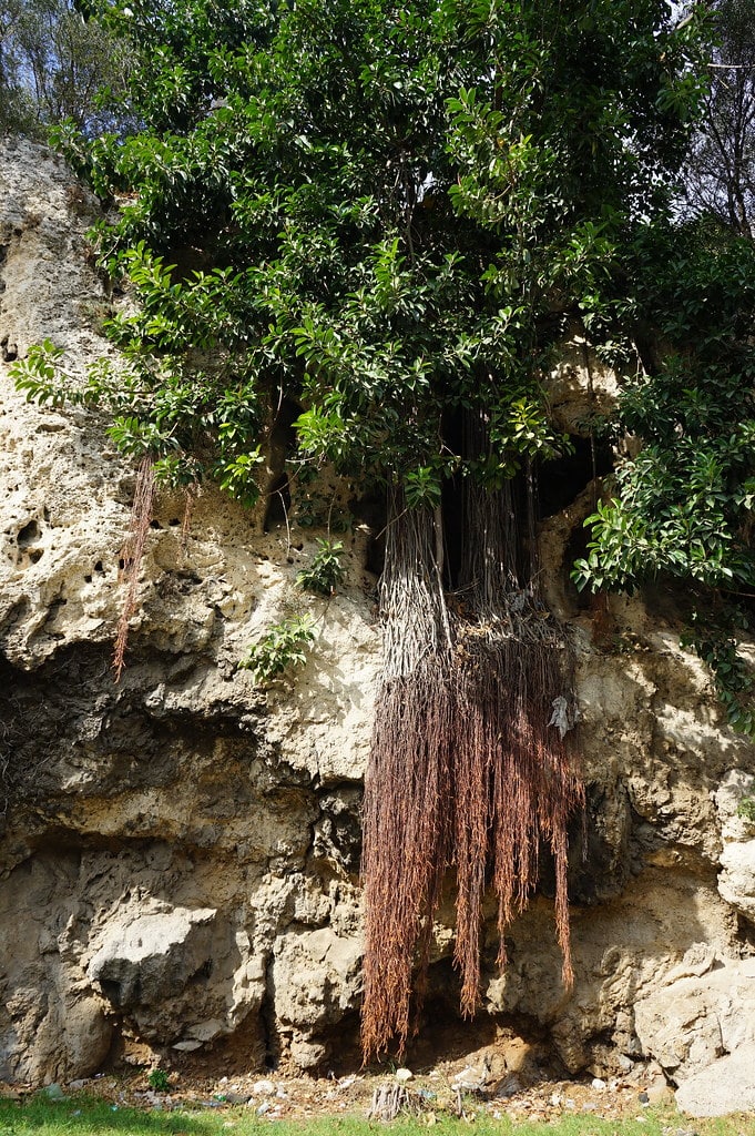 Racines de ficus descendant des contreforts de la medina depuis le jardin Riyad Al Ochak à Tétouan.