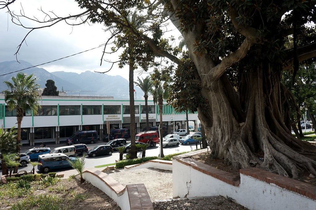 Ficus géant dans le jardin Riyad Al Ochak à Tétouan.