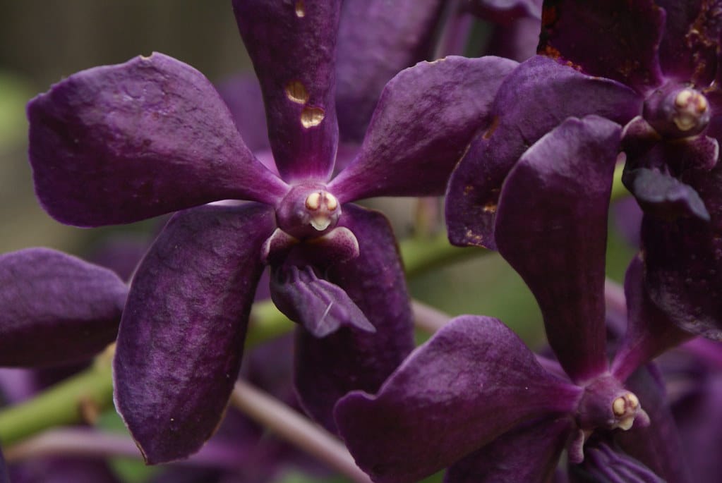 Orchidées violettes sur l’île de Koh Lanta.