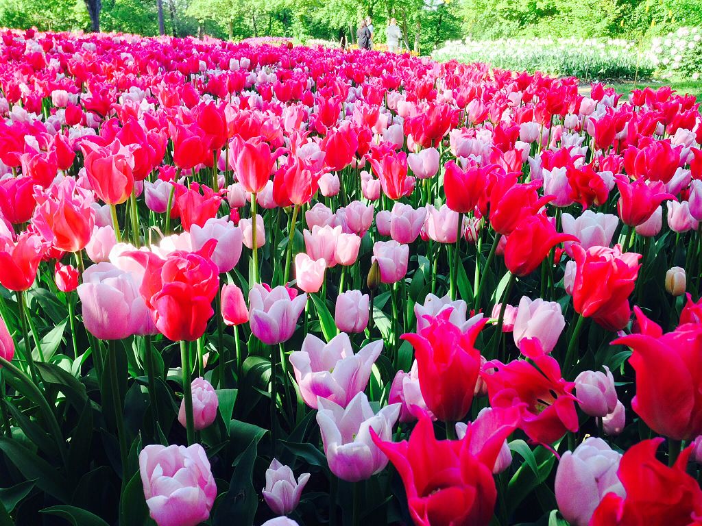 Agenda : Expo florale Messer Tulipano au Pralormo Castello - Photo d'Archeologo - Licence ccbysa 4.0