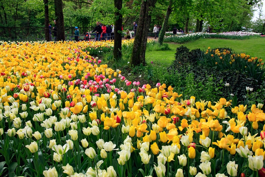 Agenda : Expo florale Messer Tulipano au Pralormo Castello - Photo d'Alessandro Vecchi - Licence ccbysa 4.0