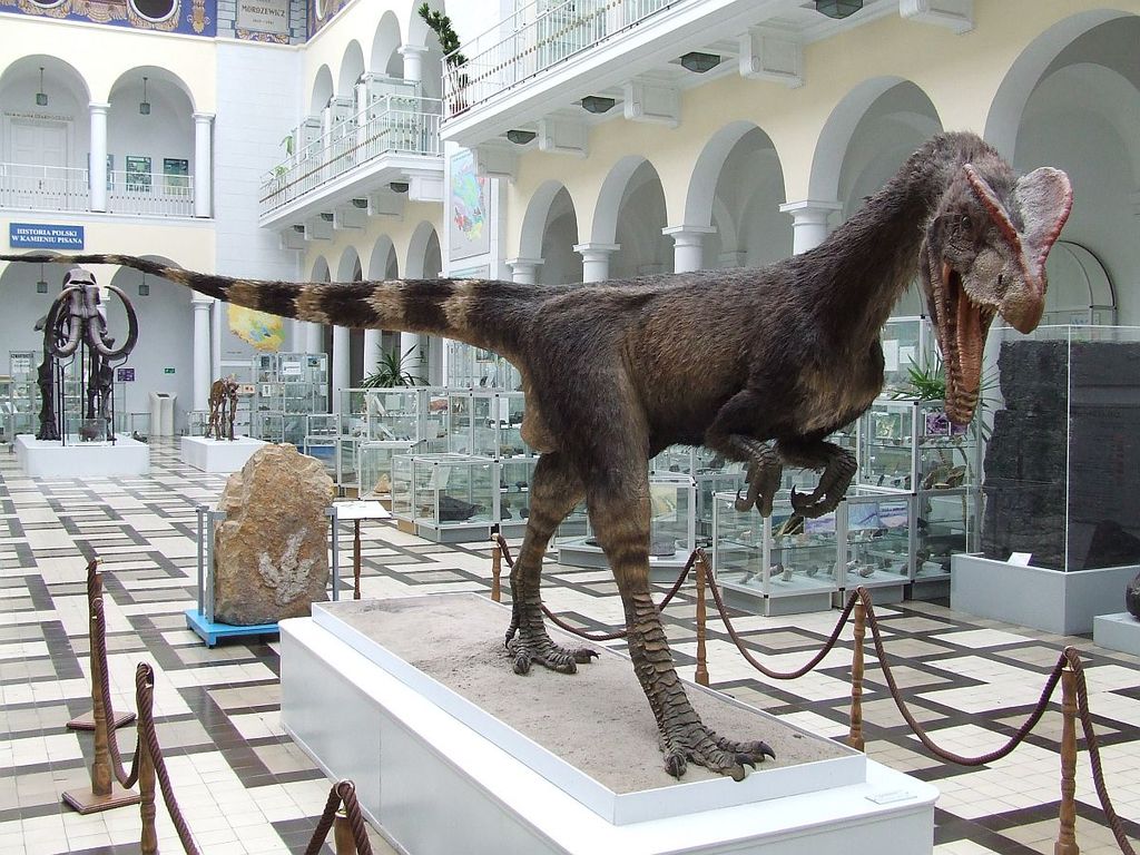 Dans le musée géologique du quartier de Mokotow à Varsovie - Photo de Hiuppo