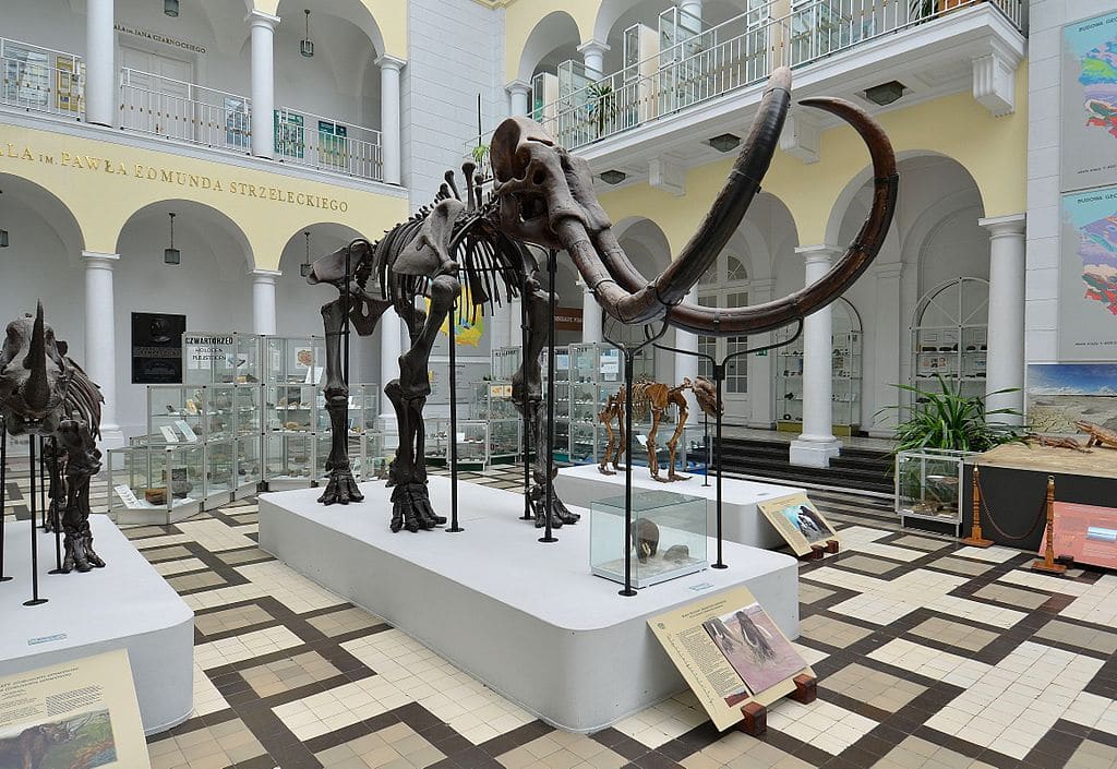 Squelette de mammouth laineux au musée de géologie de Varsovie - Photo d'Adrian Grycuk Squelette de mammouth laineux au musée de géologie de Varsovie - Photo d'Adrian Grycuk