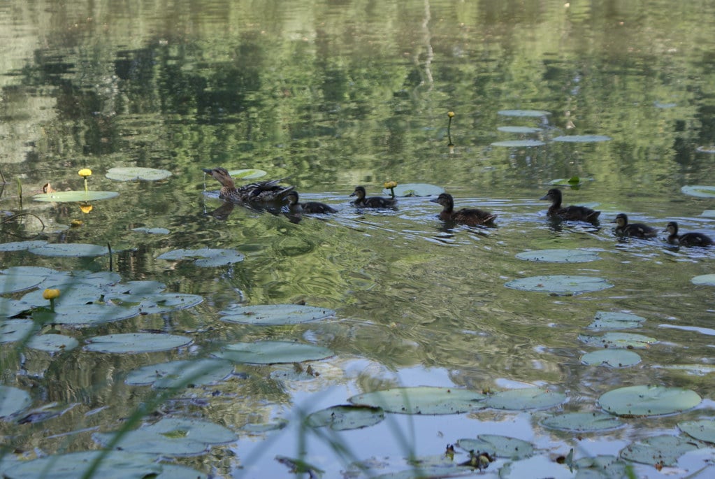 Canards sur le lac du parc de Wilanow au sud de Varsovie.