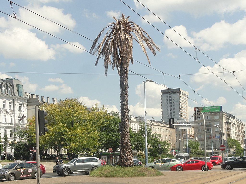 Palme de Varsovie : Ici dans sa version séchée pour sensibiliser sur le changement climatique.