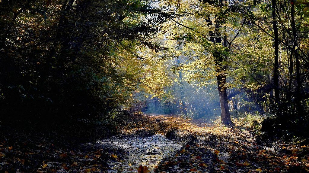 Dans le parc de Medvednica - Photo de Miroslav Vajdic - Licence ccbysa 4.0