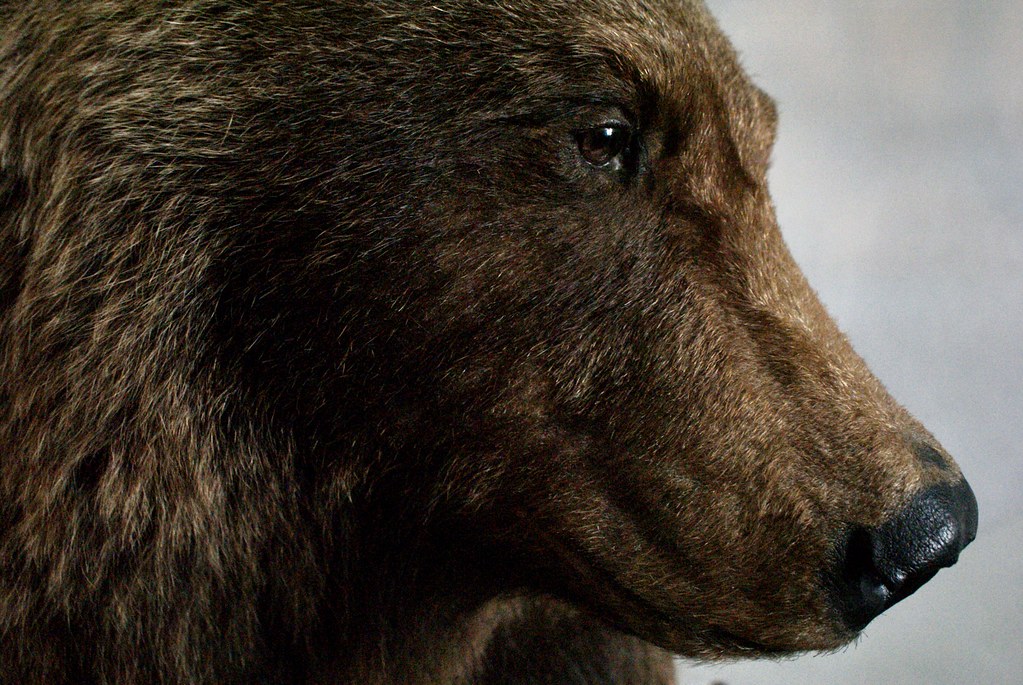 Ours brun empaillé du musée des Tatras à Zakopane. Il reste de nombreux ours vivant dans les Carpates polonaises et slovaques.