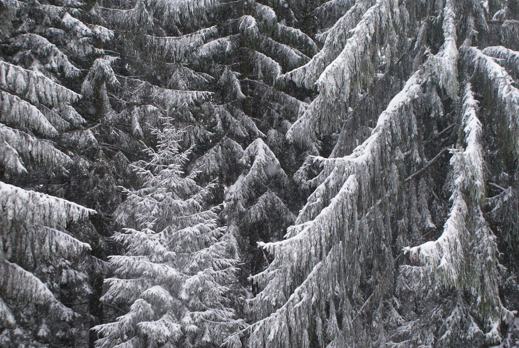 Branches de sapins lourdement chargées de neige dans les Carpates.