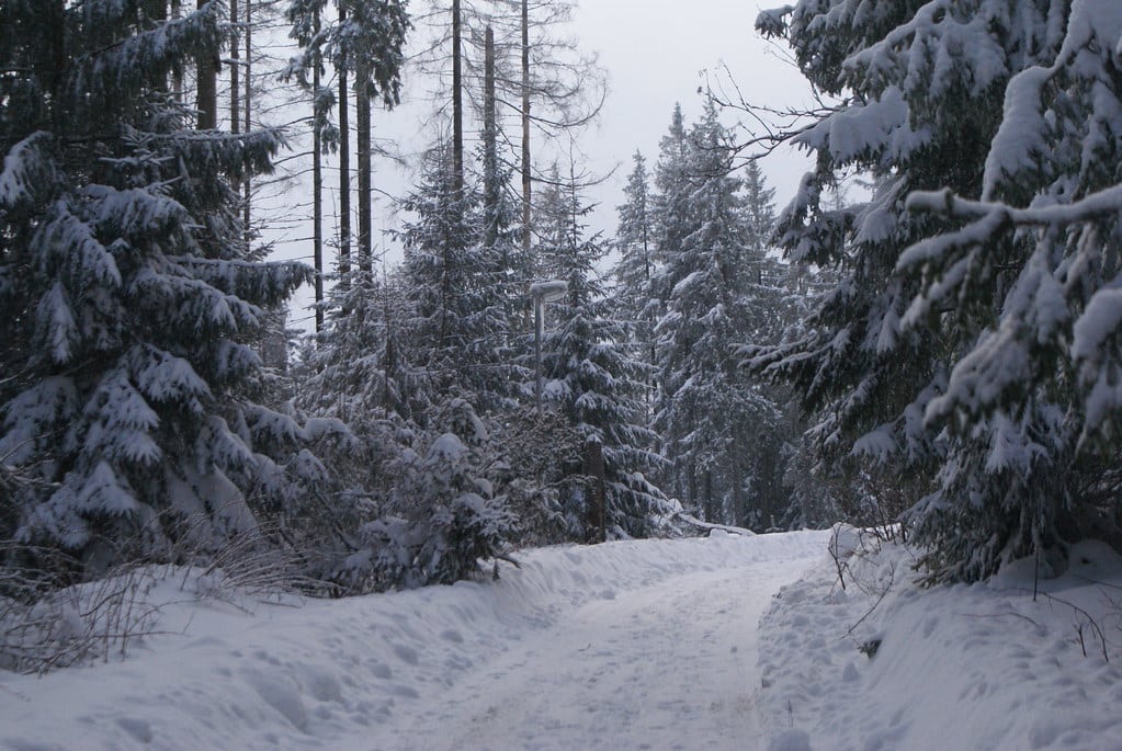 Dans la forêt sous la neige près de Zakopane.